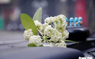 Hanoi trims back milkweed flowers after complaints over strong scent