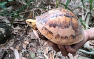 Vietnam records rare, critically endangered turtles in Annamite forest
