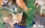 In Ho Chi Minh City, stolen cats reunited with owners as foreigners, local residents donate supplies