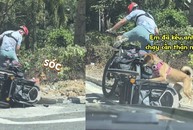 Chú chó ngã sấp mặt khi đang hóng gió