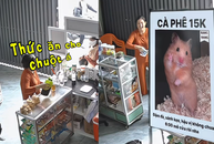 Tiệm cà phê bất ngờ hút khách mua thức ăn cho... chuột