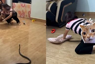Màn bắt rắn bằng tay không của người phụ nữ khiến dân mạng trầm trồ