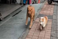 Hai chú chó rủ nhau đấu 'võ mồm'