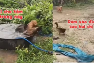Chú chó bị đàn vịt 'đánh' sấp mặt vì tội vô ý
