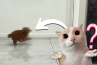Chú chó giả vờ ngủ khi bị phát hiện ăn vụng