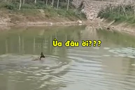 Màn rượt đuổi không cân sức của vịt và chó