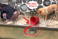Khi nhà có chú chó thích phóng sinh