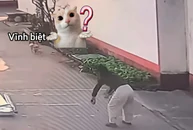 Corgi giận dỗi bỏ đi vì bị cô gái đá bóng trúng mặt