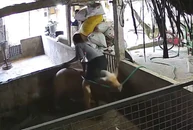 Cô chủ hét toáng vì bị 'Trư Bát Giới' trêu ghẹo