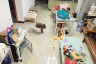 Chú chó lém lỉnh đổ lỗi cho đồng bọn siêu hài hước