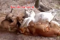 Hai chú chó con lao vào cứu mẹ khỏi bị ngỗng cắn