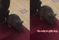 Chú chuột lì đòn