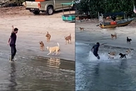 Chàng trai hú hồn khi hù dọa đàn chó bị chúng tấn công