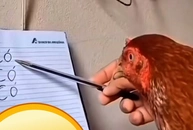 Dạy gà đọc chữ