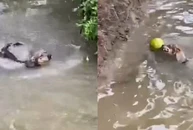 Nhà nuôi được chú chó đáng đồng tiền bát gạo