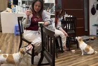 Chú chó đạt 100 điểm kỹ năng giao tiếp