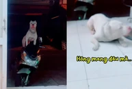 Chú chó giận dỗi khi cậu chủ bắt đeo rọ mõm mới cho đi chơi