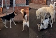 Chó 'đại ca' có màn dạy dỗ khiến đàn em sợ ra mặt