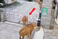 Chú bò cứng đầu nhất năm