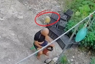 Bác trai ngồi dưới gốc dừa bỗng dưng được hưởng lộc trời cho