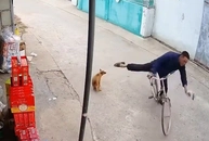 Thanh niên ngã sấp mặt vì trêu chó
