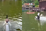 Bầy thiên nga ngơ ngác với 'đồng loại' lao như tên lửa