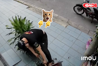 Tên trộm nhổ cây phát tài để lấy chậu kiểng