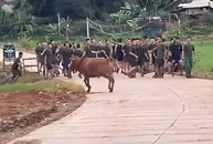 Thanh niên đi bộ sau đoàn bị bò rượt chạy 'trối chết'