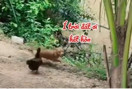 Chú chó chạy té khói vì bị vịt đuổi