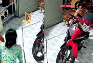 Chồng bất lực nhìn chiếc cần câu yêu quý gãy ngay trước mắt