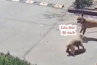 Chú chó hổ báo bị đồng bọn dạy cho bài học nhớ đời
