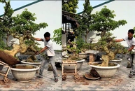 Màn hạ cây kiểng vào chậu đi vào lòng đất