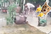 Sai một li đi toang... chậu kiểng đẹp