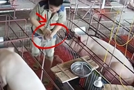 Ông chủ nhanh tay cứu heo con thoát nạn