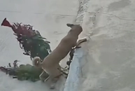 Ngại hết cả 'cậu vàng'
