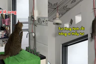 Chú chuột hóa đá khi thấy mèo