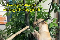 Chú chó bị phạt vì đi chơi về muộn