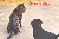 Chú mèo nổi cáu vì bị 'cậu vàng' phá đám