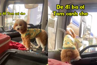 Chú chó làm lơ xe siêu dễ thương
