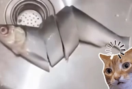 Vợ nhờ chồng đi ra siêu thị mua cá về nấu canh nhưng cái kết lạ lắm