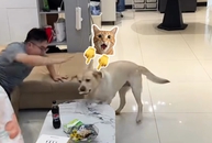 Chú chó lém lỉnh ăn vụng bánh của cậu chủ