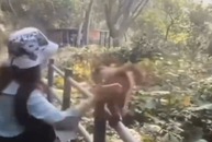 Chú khỉ đưa mông cho du khách vỗ để có miếng ăn