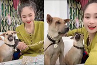 Chú chó ghen tị khi thấy cô chủ đeo dây chuyền cho đồng bọn