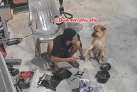 'Cậu vàng' giúp chủ làm việc nhưng chưa đáng kể