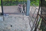 Cô nàng tay không bắt rắn khiến ai thấy cũng xanh mặt