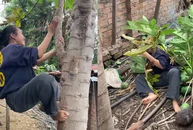 Cháu gái về thăm ngoại và cái kết