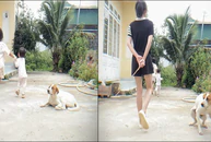 Chú chó cảnh giác tột độ khi thấy cô chủ cầm roi