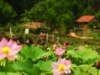 Cánh đồng sen khổng lồ mọc trên núi ở Quảng Nam nở hoa