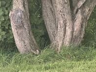 Mắt 10/10 mới thấy con mèo ở đâu