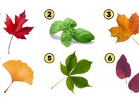 Quiz: Chiếc lá bạn chọn sẽ tiết lộ tính cách tuyệt vời của bạn